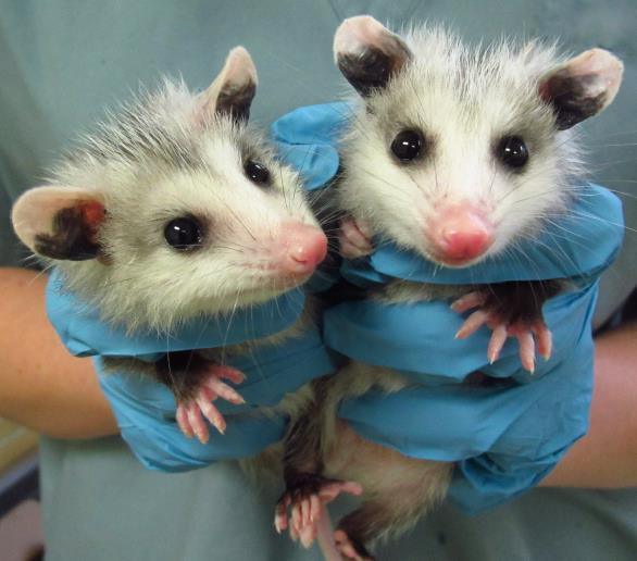 Virginia Opossum $5000+ will buy nutritious formula and weaning diets for orphaned baby mammals admitted to TWC for one year, giving them the best chance to grow up healthy and strong.
