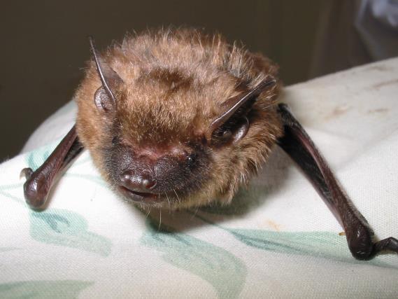 Big Brown Bat $1000+ will buy enough live insects to feed wild patients such as bats and birds for one month.