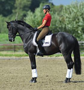 In contrast, when the rein aid is combined with a forward-driving leg aid, the horse s hind legs are animated to step more forward and carry more weight.