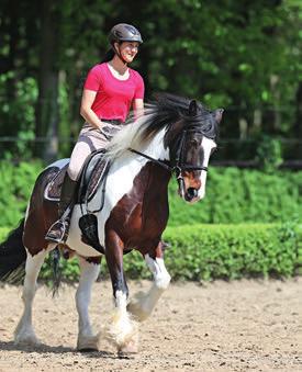 Correct Aids Two basic requirements allow the rider to execute the simple change successfully: 1) the horse is securely on the aids; and 2) the quality of the canter is good.