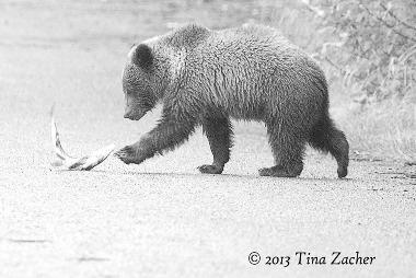 or year Bear Tracts Winter 2013/2014, Page 2 Tourist s Corner Dianne Pratt, Pottsboro, Texas: