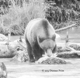 photographing the bears along the Chilkoot River.