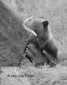 Bear Collar Update and Census The collars on Bears 443 (BMJ) and 235 (Speedy) were programmed