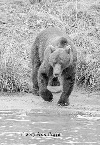While there has been much confusion about the taxonomy of brown bears