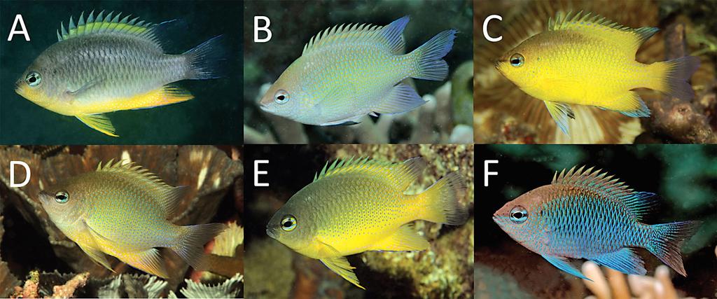 Figure 6. Comparison of adult color patterns of the C. oxycephala species complex, approx. 45 50 mm SL: A) C. burtjonesi, Solomon Islands, B) C. ellenae, Raja Ampat Islands, Indonesia, C) C.