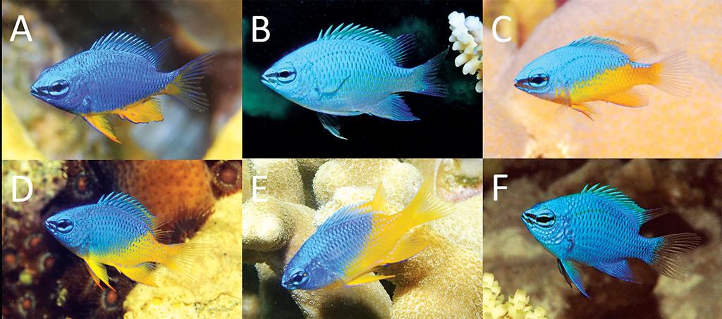 stage, and C. sinclairi, which is mostly dark blue, both as adults and juveniles (Figs. 6 & 7). The juvenile of C.