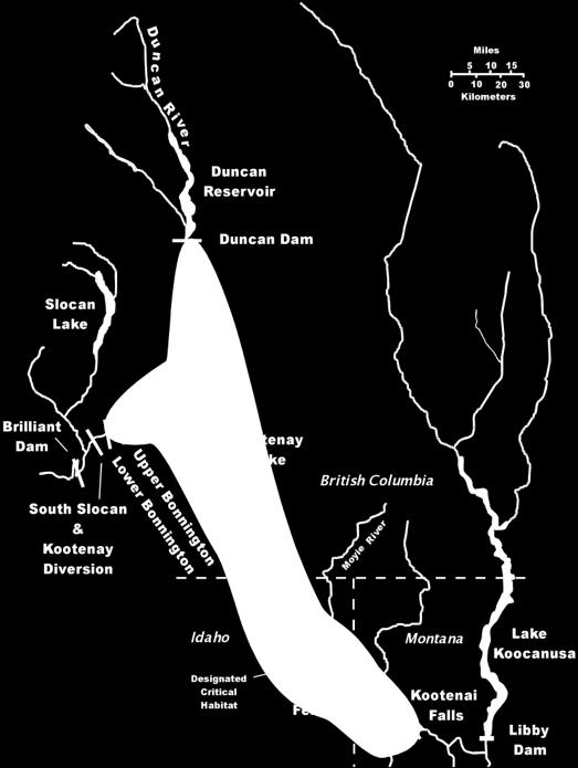 Kootenai River White Sturgeon Separated from Columbia River population 10,000 years ago Vital to the Kootenai Tribe