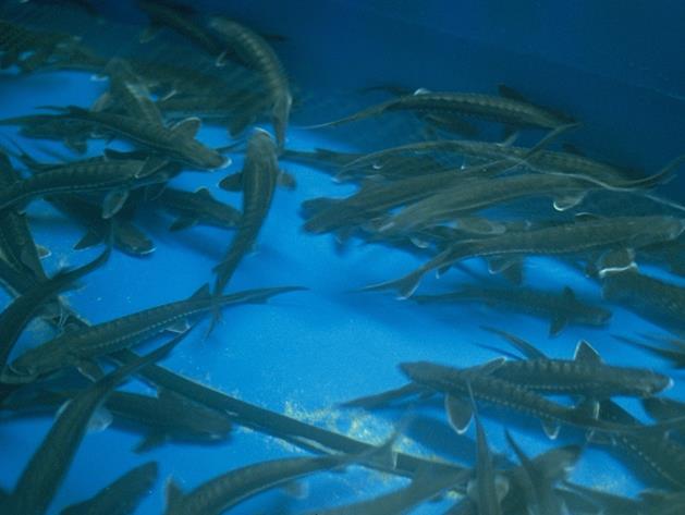 Conservation Aquaculture Objectives Prevent