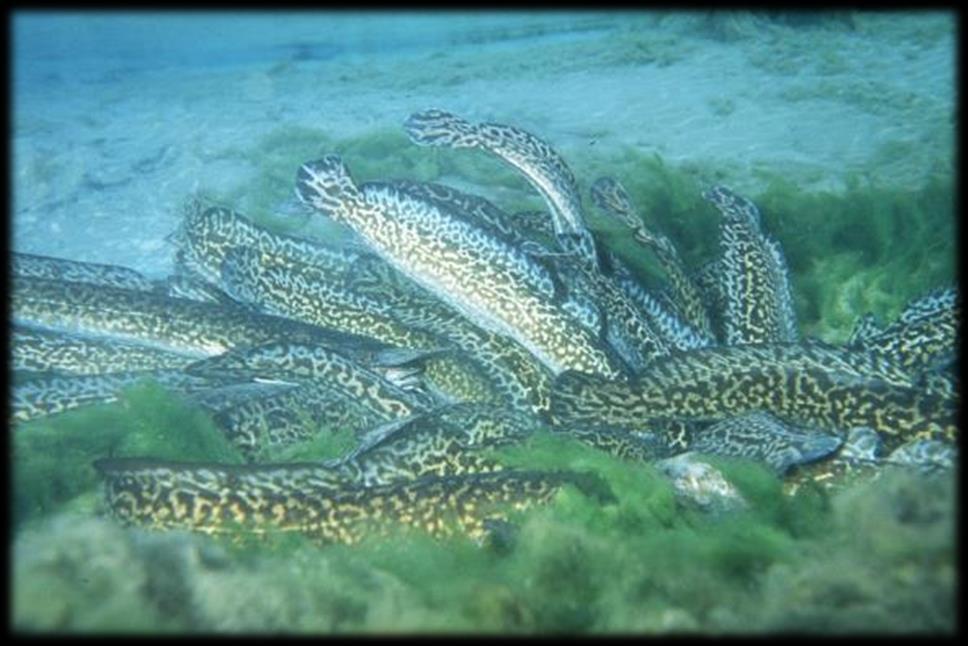 Kootenai River Burbot Freshwater Cod Circumpolar in distribution Spawn