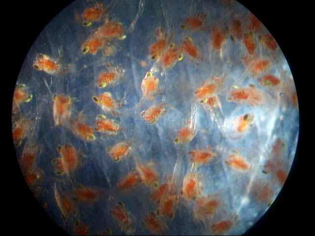 AKCRRAB 2007/2008 Experiments Red King Crab Larval diet Larval density Temperature Blue King Crab