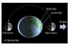 What is a Tide? Tides are large scale rise and fall water level on an interval influenced by a number of far reaching factors, such as climate and the gravitational force of the moon on the Earth.