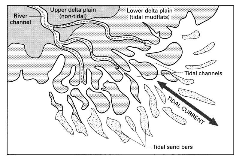 Tidally Influenced Delta Features Tides become channelized as they propagate upstream, focusing energy and accelerating tidal currents, allowing tidal influences to reach