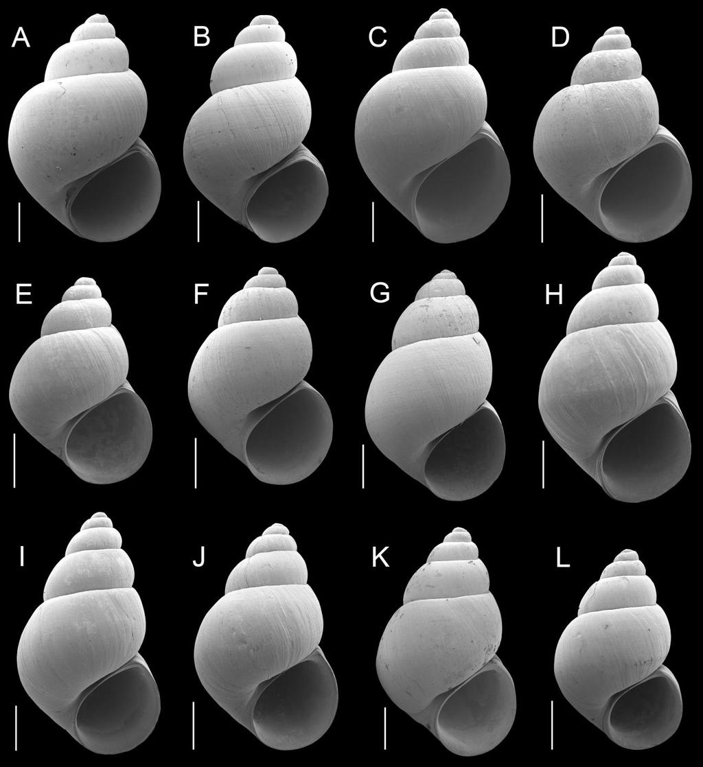ATTACHMENT 2: Shells of Natricola species Figure 2. Shells of Natricola species. A, B. P. robusta, USNM 874185. C. P. hendersoni, USNM 874386. D, E. P. hendersoni, USNM 892179.