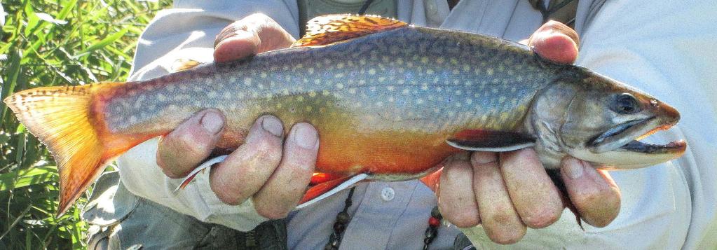 Wisconsin Trout and Climate Change: Predictions and Strategies Duke Welter TU