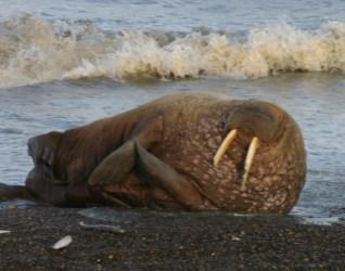 In mid-to-late September about 50 walrus carcasses were observed by the USGS aerial