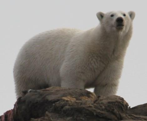 and Russia was signed in 2000 in order to coordinate management of the shared Chukchi Sea polar bear population, which are hunted by the North Slope communities of Point Lay and Point Hope.