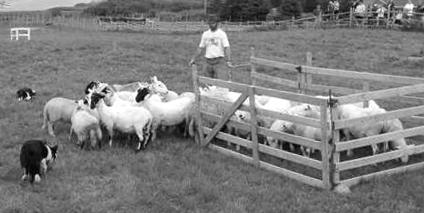 5. When sheep are taken by a shepherd to a junction, half of the sheep take one path and half the other. 2 sheep start at point P.