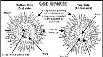 Hypotheses General 1: Predation is the main influence that keeps sea urchins in the crevices of the coastline.