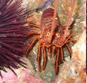 Predator: Spiny Lobster Live in the rock in and around kelp forests Prey on sea
