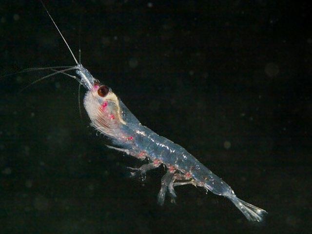 Mollusc Amphipods Krill