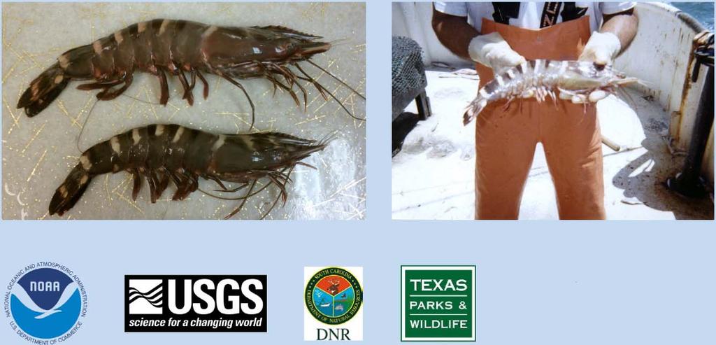 Invasion of Asian Tiger Shrimp (Penaeus monodon Fabricius, 1798) in the Western Atlantic and Gulf of Mexico Pam Fuller, USGS