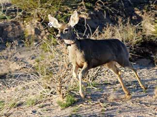 These plant species are common throughout the area and are highly preferred by mule deer.