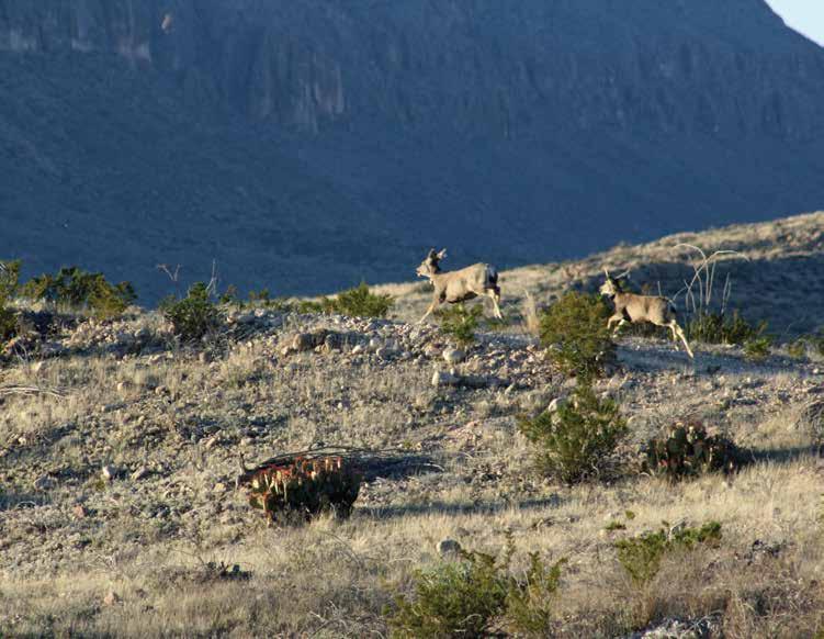 Released DeerTopping Out on Ridge Photo by Charlie Barnes Guadalupe Mountains of New Mexico, my brother David and I had found a little muley, button-head buck with his back leg hopelessly caught in a