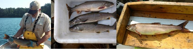 Changes to Lake Trout Management Lake Trout angling continues to be popular within the Grand Rapids area, with many calls and comments received by the office annually.