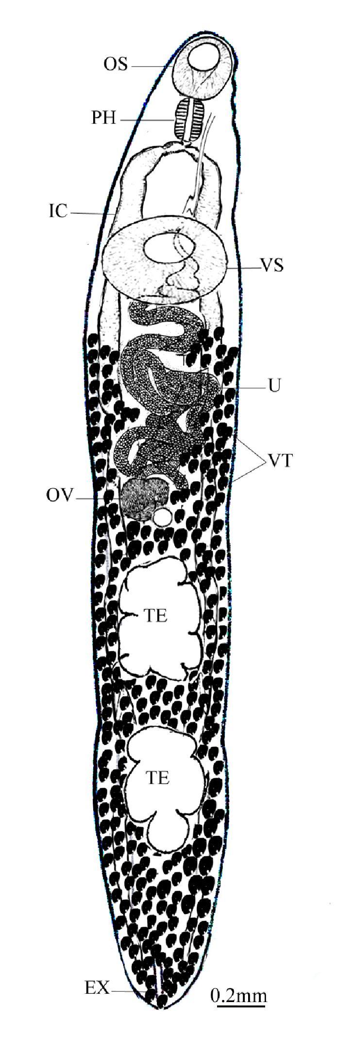 Fig.4: Line diagram of adult Proenenterum sp.