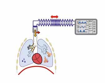 The advanced software adds an extended physiological model to the respiratory models of TestChest, controlling circulation, metabolism, volumes, pharmacology and more.