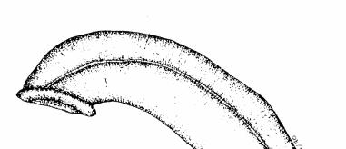 Common Macroinvertebrates in the Clinton River Watershed Phylum-Annelida Class- Oligochaeta Aquatic worms Class- Hirudinea Leeches Sediment, leaf pack, vegetation Long, thin, cylindrical, segmented 1