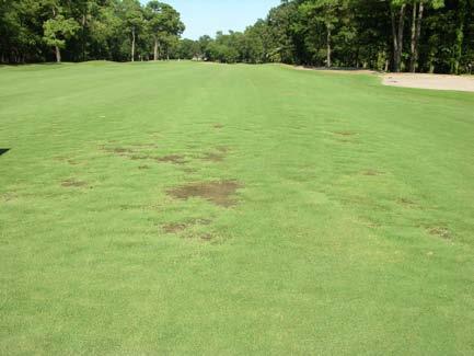 Page 5 2. The membership is now well aware that without the overseeding the fairways will have tighter lies this winter and early spring and the turf will be matted down more due to cart traffic.