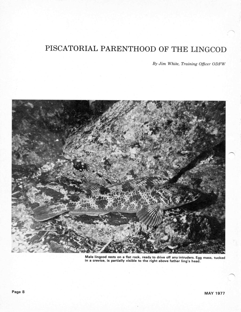 PISCATORIAL PARENTHOOD OF THE LINGCOD By Jim White, Training Officer ODFW r 0 Male lingcod rests on a flat rock, ready to