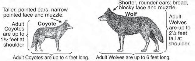 WOLVES IN OREGON Wolves in Oregon are protected by both state and federal law. As expected, gray wolves continue to occur in Northeast Oregon as the animals cross into the state from Idaho.