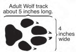 Wolf sign Dog, coyote, and cougar paw prints can be mistaken for wolf tracks. Adult wolf prints are much larger than dog and coyote prints. See graphic below.