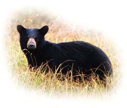 Mandatory Check For All Harvested Bears! ODFW has initiated a mandatory check for all harvested bears.