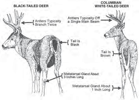 Past, Present and Future Columbian white-tailed deer were first described by early pioneers as a common animal throughout the valleys of western Oregon and Washington.