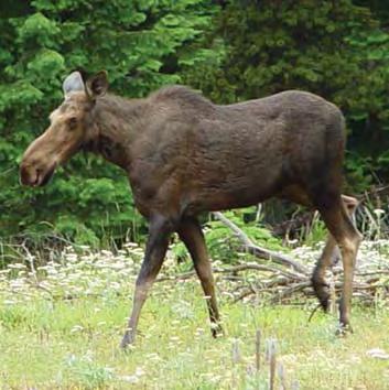 Moose are generally larger than elk and vary in color from dark brown