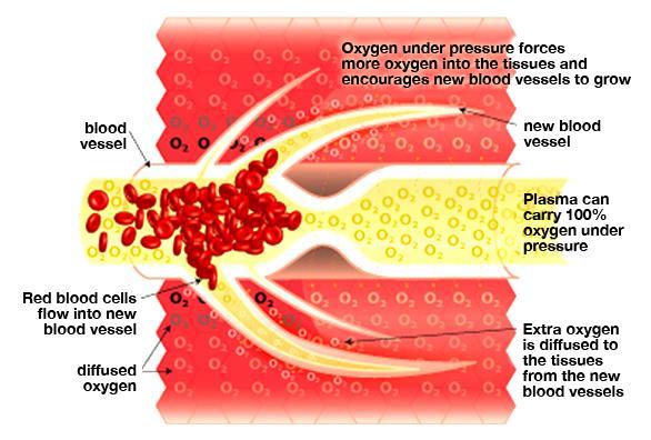ANGIOGENESIS Although there may be insufficient stimulus to initiate angiogenesis under normal conditions, by