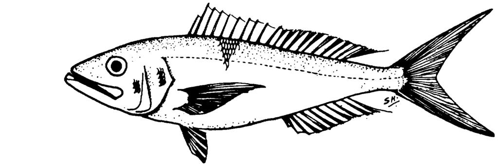 Aphareus rutilans Cuvier, 1830 PLATE 4h English Name: Rusty jobfish Family: LUTJANIDAE Local Name: Fashuvi rankaru mas Order: Perciformes Size: Max.