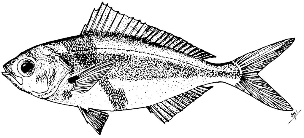 Caesio xanthonota Bleeker, 1853 English Name: Yellowfin fusilier Family: LUTJANIDAE Local Name: Mahi muguraan Order: Perciformes Size: Common to 25 cm; max.