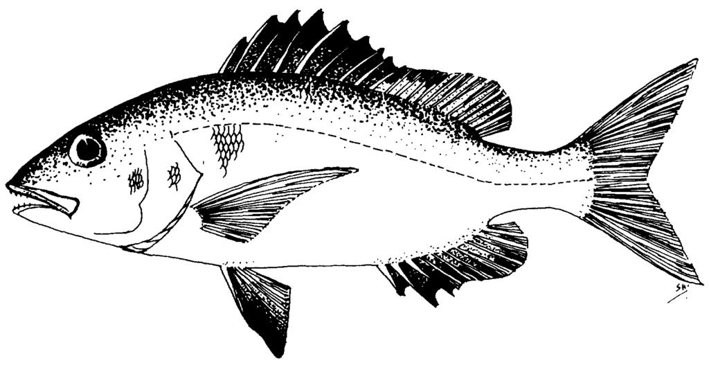 Lutjanus bohar (Forsskal, 1775) PLATE 5b English Name: Two-spot red snapper Family: LUTJANIDAE Local Name: Raiymas Order: Perciformes Size: Common to 55 cm; max.