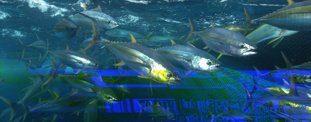 Bigeye Background Why are we still overfishing WCPO bigeye tuna? F/FMSY of 1.