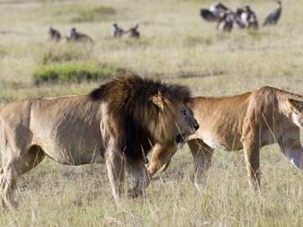 The quintessential Masai Mara safari delivers many attractions and is home to an