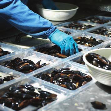 PROCESSING IRISH SEAFOOD PROCESSING There were 3,998 people employed in Irish seafood processing companies in 2017. The number of companies increased by 4% to 163.