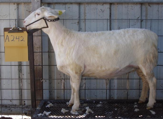 LOT 7: YEARLING EWE A242 EP071521 DOB: 10/20/11 Codon: Sire: HSS 1952 Dam: GLD 2159 This