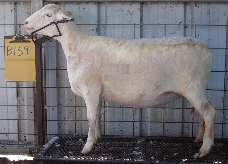 feminine, clean fronted ewe will shed completely and can be shown or go directly into your