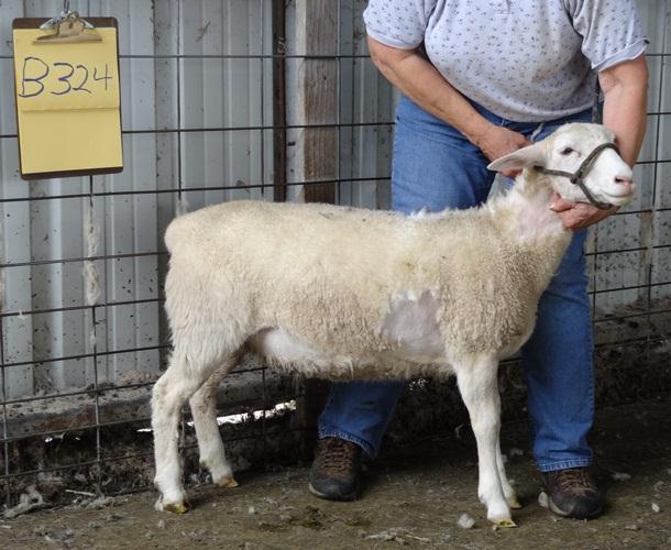 White Dorpers 8074 Dam: GLD 1656 This fall ewe lamb is a