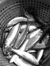 The 2004 peer-reviewed stock assessment indicated that Atlantic croaker abundance is high and fishing mortality is low in the Mid-Atlantic region (North Carolina and north).