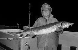 ATLANTIC STURGEON The Commission developed Amendment 1 to the Interstate FMP for Atlantic Sturgeon in 1998.